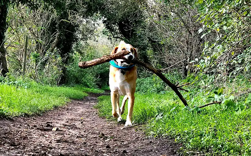 country-image00002 Coleorton Communal Bakehouse